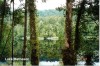Lake Matheson